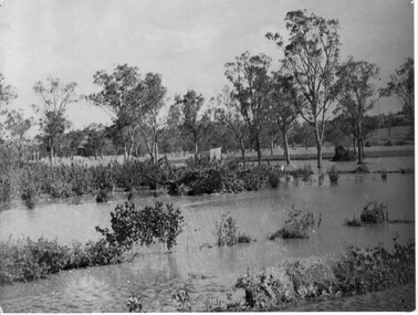 Photograph - Black and white print, Orchard in Flood, 1934