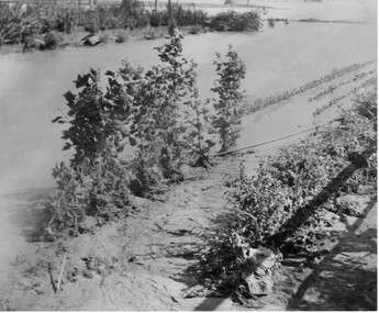 Photograph - Black and white print, Orchard in Flood, 1934