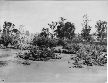 Photograph - Black and white print, Orchard in Flood, 1934