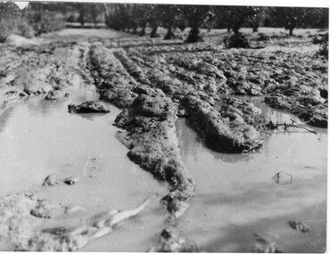 Photograph - Black and white print, Orchard After Flood, 1934