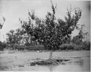 Photograph - Black and white print, Orchard After Flood, 1934