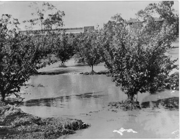Photograph - Black and white print, Orchard in Flood, 1934
