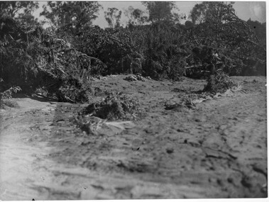 Photograph - Black and white print, Orchard After Flood, 1934