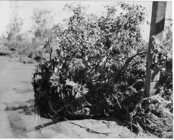 Photograph - Black and white print, Orchard After Flood, 1934