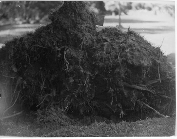 Photograph - Black and white print, Orchard After Flood, 1934
