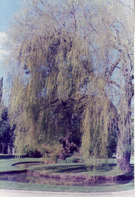 Photograph - Colour print, Luffmann Ponds, c. 1990