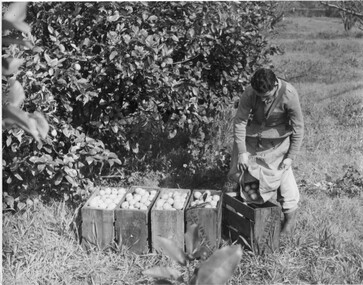 Photograph - Black and white print, Student  Picking Lemons, Pre 1950