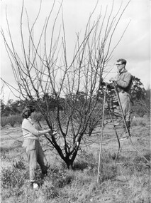 Photograph - Black and white print, Publicity Branch Victorian Department of Agriculture, Students Pruning Fruit Trees, 1960-1970
