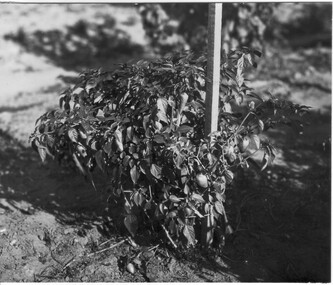 Photograph - Black and white print, A.W. Jessep, A.W. Jessep Photograph Collection, 1925-1955