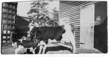 Photograph - Black and white print, E. Chalmers, Victoria Free Martin and Calf, 1926