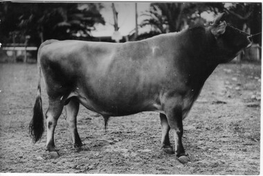 Photograph - Black and white print, James Leslie Provan, Selsey Spotted Prince, 1942