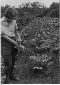 Photograph - Black and white print, Student Dusting Cabbages, c. 1950