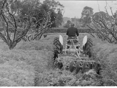 Photograph - Black and white print, Student Turning in Green Manure Crop, c. 1951