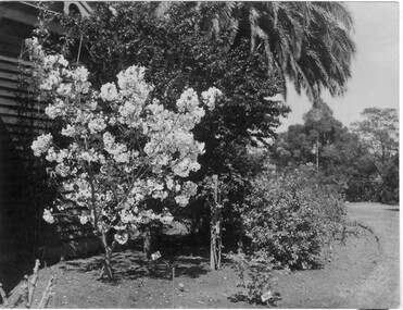 Photograph - Black and white print, Ornamental Cherry in Blossom, Pre 1947