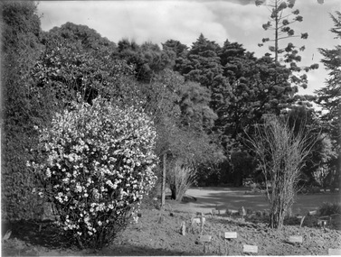 Photograph - Black and white print, Garden View