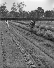 Photograph - Black and white print, Students Hoeing Rows of Vegetables, 1950-1951