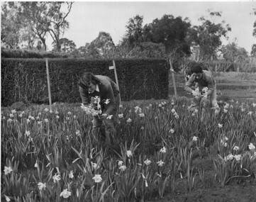 Photograph - Black and white print, Students Picking Daffodils, 1950-1962