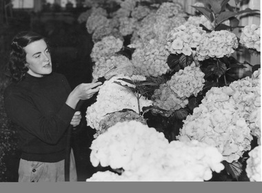Photograph - Black and white print, Student Watering Hydrangeas, c. 1951