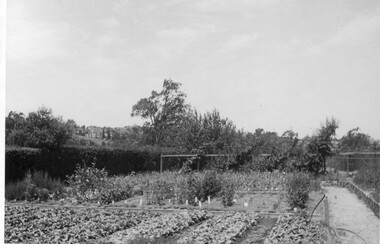 Photograph - Black and white print, Nursery Area of Orchard, Unknown