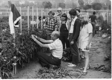 Photograph - Black and white print, Publicity Branch Victorian Department of Agriculture, Hank Swaan and Students in Vegetable Plots, 1981