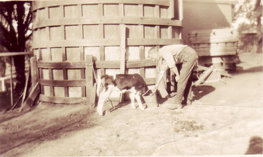 Photograph - Sepia print, E. Chalmers, George Hudson With Calf, 1926