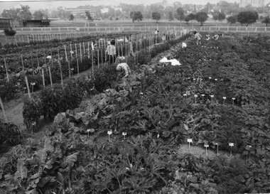 Photograph - Black and white print, Publicity Branch Victorian Department of Agriculture, Students Working in the Vegetable Garden, 1981