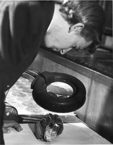 Photograph - Black and white print, Information Branch Victorian Department of Agriculture, Student Using Large Magnifier, c. 1969