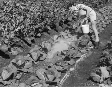 Photograph - Black and white print, Information Branch Victorian Department of Agriculture, Student Fertilizing Cabbages, c. 1969