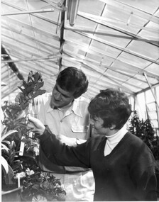 Photograph - Black and white print, Information Branch Victorian Department of Agriculture, Students in Glasshouse, c. 1969