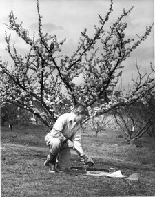 Photograph - Black and white print, Information Branch Victorian Department of Agriculture, Student Taking Soil Samples, c. 1969