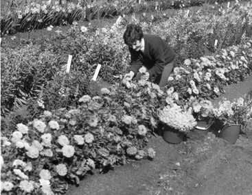 Photograph - Black and white print, Student Picking Flowers, c. 1969