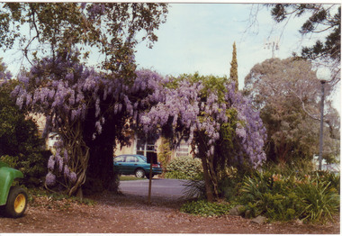Photograph - Colour print, Jess White, Old Wisteria Arbour, 2001