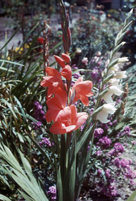 Slide - 35mm Colour slides, Mabs Younger, Mabs Younger Slide Collection, 1949