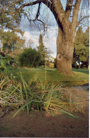 Album - Colour prints and negatives, Peter Esdale, Views of Burnley Gardens, 1990