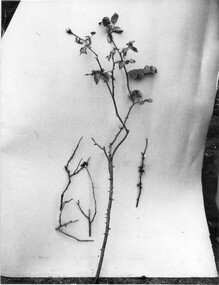 Photograph - Black and white photographs, A.W. Jessep, Grafting and Cutting Display, Unknown