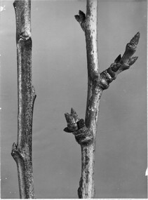 Photograph - Black and white photographs, James (Jim) Pleasance, Pruning Display