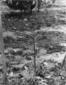 Photograph - Black and white photographs, Espalier Pruning