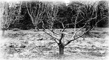 Album - Photographs, Frederick J. Rae, Pruning Demonstration, 1920