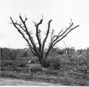 Photograph - Photographs, Publicity Branch Victorian Department of Agriculture, Pruning, Grafting and Propagating  Demonstration, c. 1960