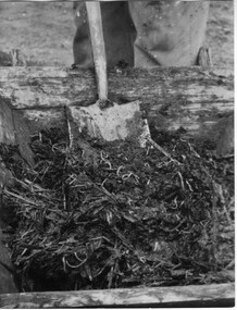 Photograph - Black and white print, Planting Demonstration