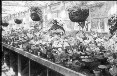 Photograph - Black and white print, E.M. Gibson, Inside a Greenhouse, September 1942