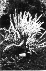 Photograph - Black and white print, E.M. Gibson, Prunus Blossom, September 1942