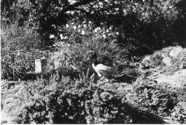 Photograph - Black and white print, E.M. Gibson, Student Weeding, September 1942