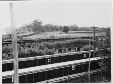 Photograph - Black and white print, E.M. Gibson, View of Egg-Laying Competition Grounds, February/April 1947