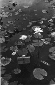 Photograph - Black and white print, E.M. Gibson, Waterlilies in Lily Pond, February 1947
