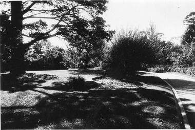 Photograph - Black and white print, E.M. Gibson, Luffmann/Lily Ponds, March 1943