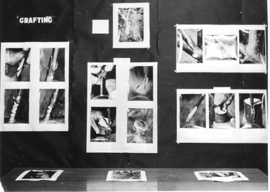 Photograph - Black and white print, E.M. Gibson, Grafting Display, 1947
