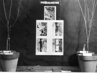 Photograph - Black and white print, E.M. Gibson, Propagation Display, 1947