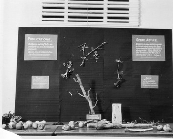Photograph - Black and white print, E.M. Gibson, Open Day Display, 1947