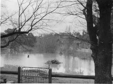 Photograph - Black and white print, E.M. Gibson, Lagoon Paddock in Flood, 1947